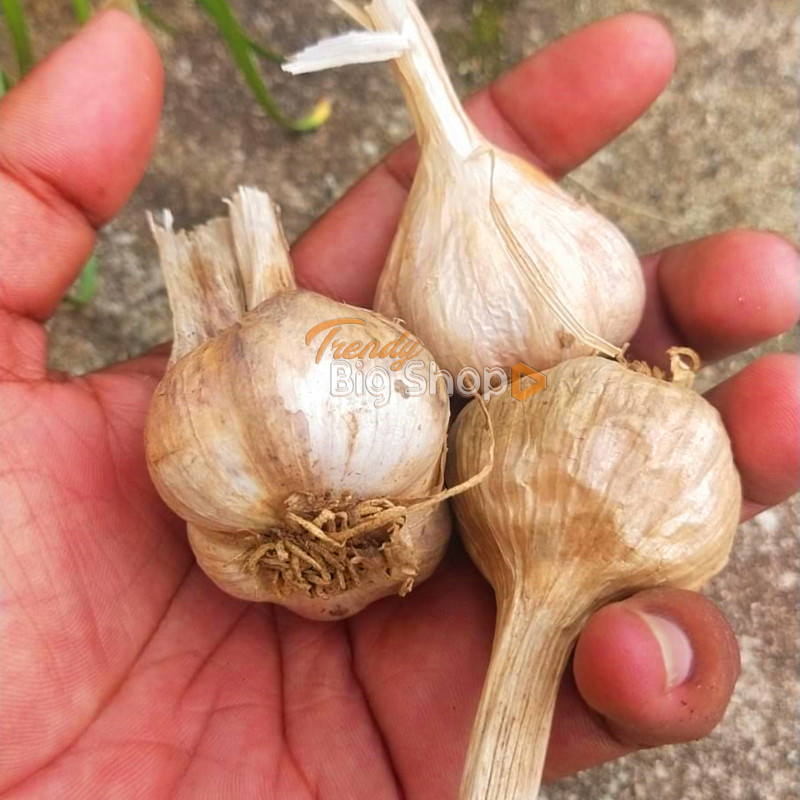 Kodaikanal Malai Poondu / Garlic, 1Kg Medium Size Natural Malai Poondu, Poombarai Hills Garlic Spices in Online